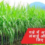 गन्ने में अधिक फुटाव, लंबाई और मोटाई के लिए संपूर्ण खाद