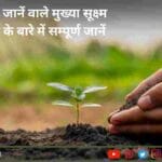 पौधे में सूक्ष्म पोषक तत्वों का महत्व और कार्य