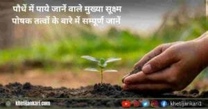 पौधे में सूक्ष्म पोषक तत्वों का महत्व और कार्य