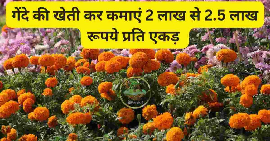 how to do advanced cultivation of Marigold flowers