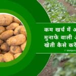 आलू की खेती कम लागत में कैसे करें(2023)