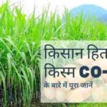गन्ने की अधिक पैदावार देने वाली गन्ना किस्म CO–11015 की विशेषताएं जानें