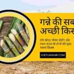 गन्ने की नई किस्म Co-13235 की विशेषताएं