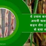 गन्ने के कैंसर यानी सबसे खतरनाक रोग लाल सड़न रोग से बचाव कैसे करें(2023)