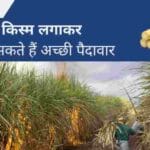 गन्ना किस्म COLK–14201 की यह खूबियां शायद आपको नहीं पता होंगी
