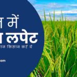 धान की पत्ता लपेट सुंडी का प्रकोप ऐसे करें सस्ते में रोकथाम(2023)