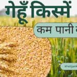बरानी क्षेत्र के लिए बनाई गई है ये खास गेहूं की तीन किस्में(2023)