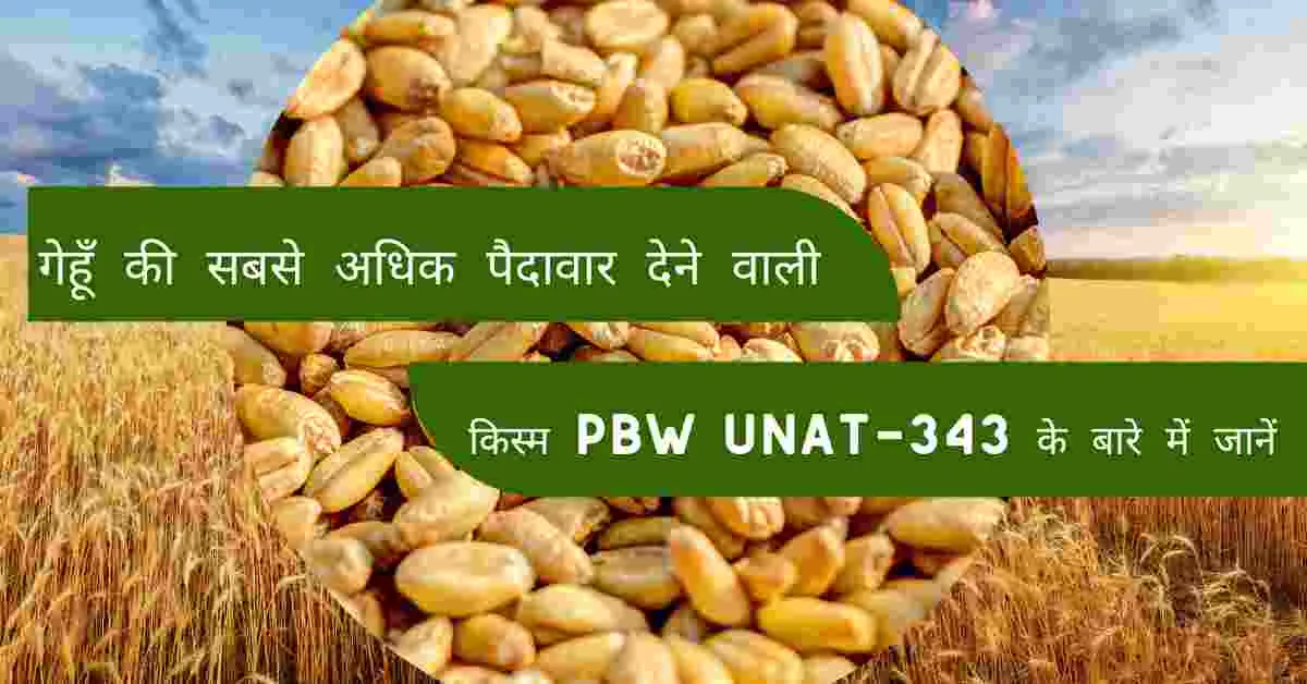 किसानों के बीच सबसे लोकप्रिय गेहूं किस्म के बारे में जानें(2023)