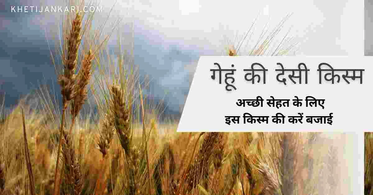 स्वादिष्ट और सफेद चपाती के लिए गेहूं किस्म C–306 की करें बजाई