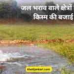 कल्लर जमीन या जल भराव वाले क्षेत्रों के लिए जानी जाती है गेहूं की यह किस्म
