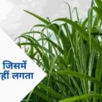 पोका बोईंग और रेड रॉट जैसे रोगों को सहने की शक्ति रखती है गन्ने की यह अर्ली किस्म