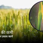 गेहूं में जिंक डालें या नहीं
