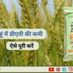 गेहूं में डीएपी की कमी