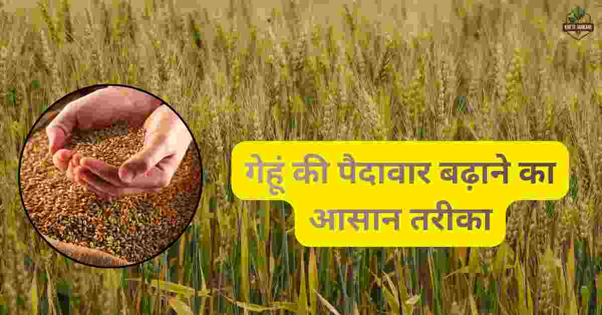 गेहूं की पैदावार बढ़ाने का आसान तरीका:कुछ तरीके जानें जो आपकी पैदावार को बढ़ा सकते हैं