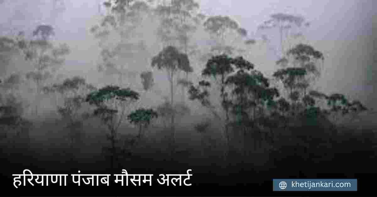 हरियाणा और पंजाब में धुंध (कोहरे) का ऑरेंज अलर्ट जारी