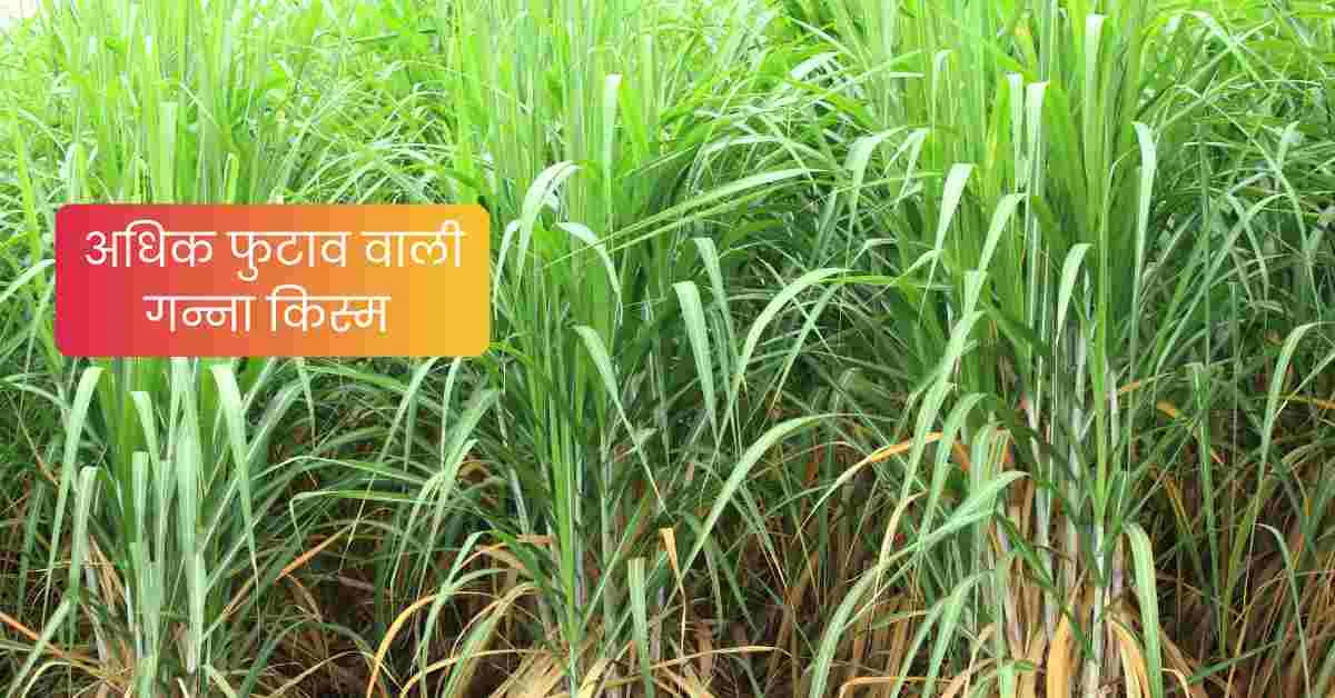 शाहजहांपुर गन्ना शोध केंद्र के वैज्ञानिकों द्वारा बनाई गई गन्ने की नई किस्म