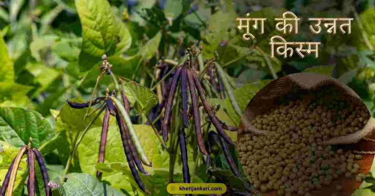 मूंग की 14 क्वांटल तक पैदावार देने वाली किस्म