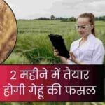 65 दिन में तैयार होगी गेहूं की फसल