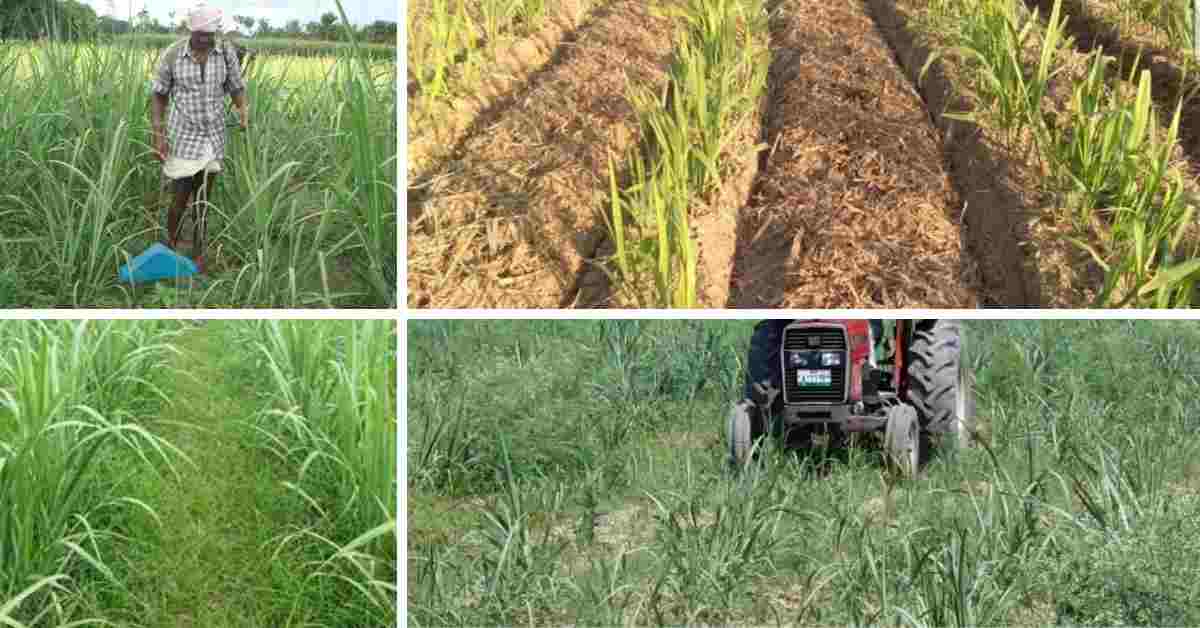गन्ने में खरपतवार उगने से रोकने का आसान तरीका:पुरे साल खरपतवार नहीं उगेंगे:Easy way to prevent weeds in sugarcane