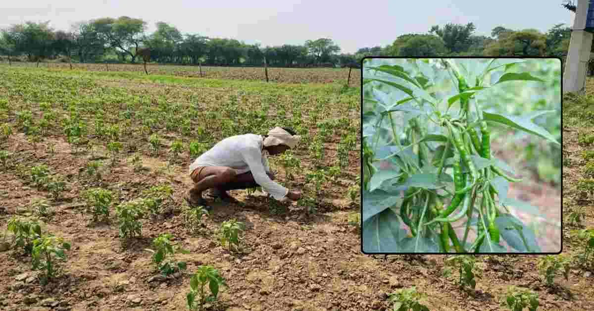 मिर्च की रोपाई करते समय क्या-क्या सावधानियां रखें
