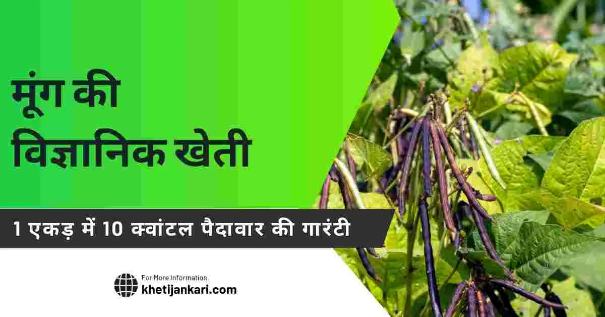 मूंग की खेती