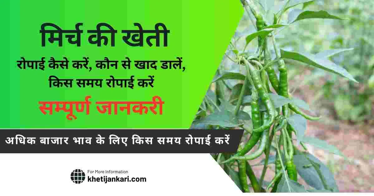 मिर्च की रोपाई से पहले खेत की तैयारी