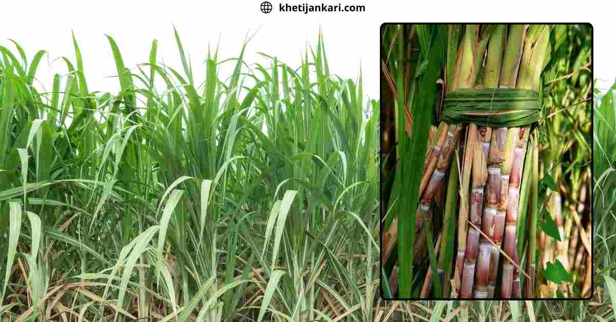 अधिक मोटी और मुलायम पत्तियां वाली गन्ना किस्म:उत्तर प्रदेश के वैज्ञानिकों ने तैयार की नई किस्म:Indian Sugarcane Research Institute Lucknow variety