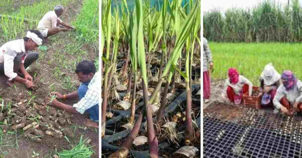 गन्ना नर्सरी कैसे तैयार करें