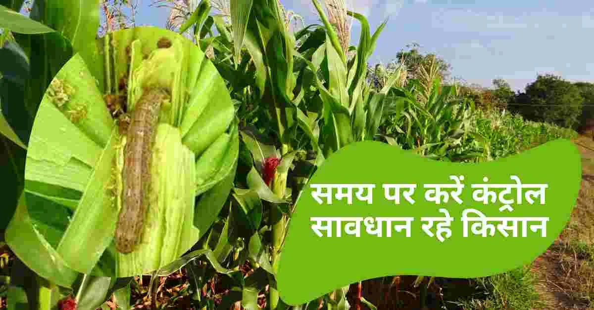 मक्का का सबसे खतरनाक कीट रोग:समय पर कंट्रोल जरूरी, सावधान रहे किसान