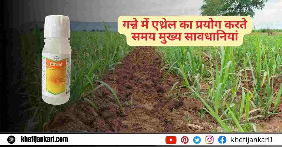 गन्ने में एथ्रेल का प्रयोग