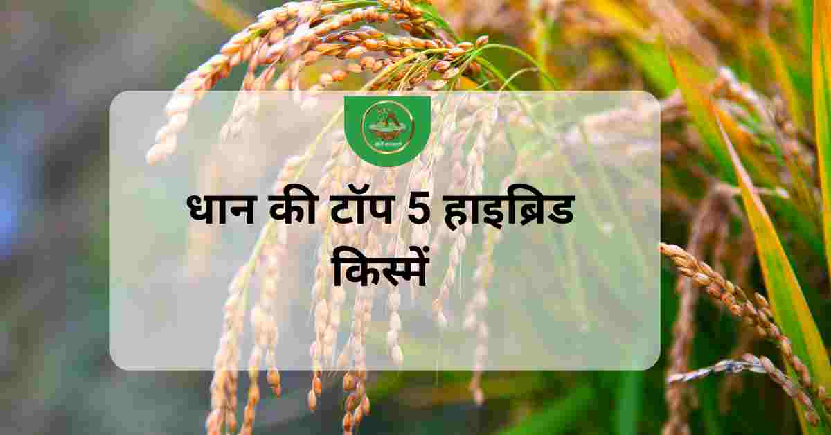 धान की टॉप हाइब्रिड किस्में:Top 5 hybrid varieties of paddy
