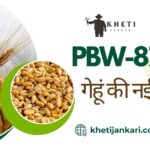 PBW-872 गेहूं किस्म