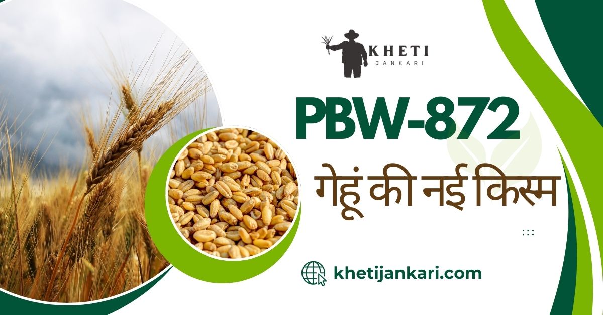 पंजाब यूनिवर्सिटी की सबसे अधिक पैदावार देने वाली गेहूं किस्म|PBW-872 गेहूं किस्म