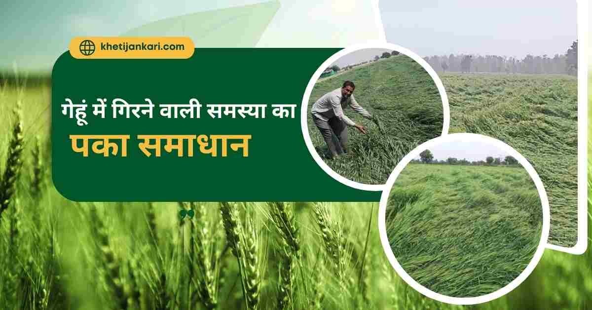 गेहूं में हाइट रोकने वाली दवाइयां का प्रयोग कब करें:सही समय जानें:गेहूं में गिरने वाली समस्या का पका समाधान