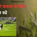 50 से 60 दिनों पर गेहूं में करें ये दमदार स्प्रे