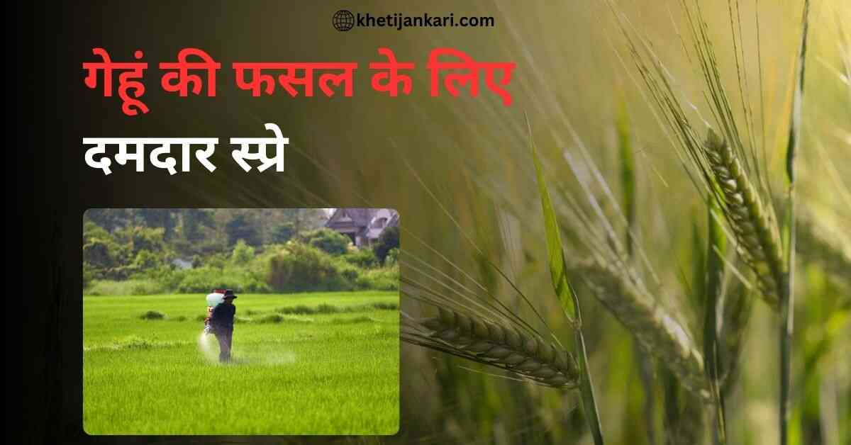 50 से 60 दिनों पर गेहूं में करें ये दमदार स्प्रे