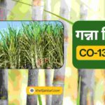 CO-13452 गन्ना किस्म की विशेषताएं