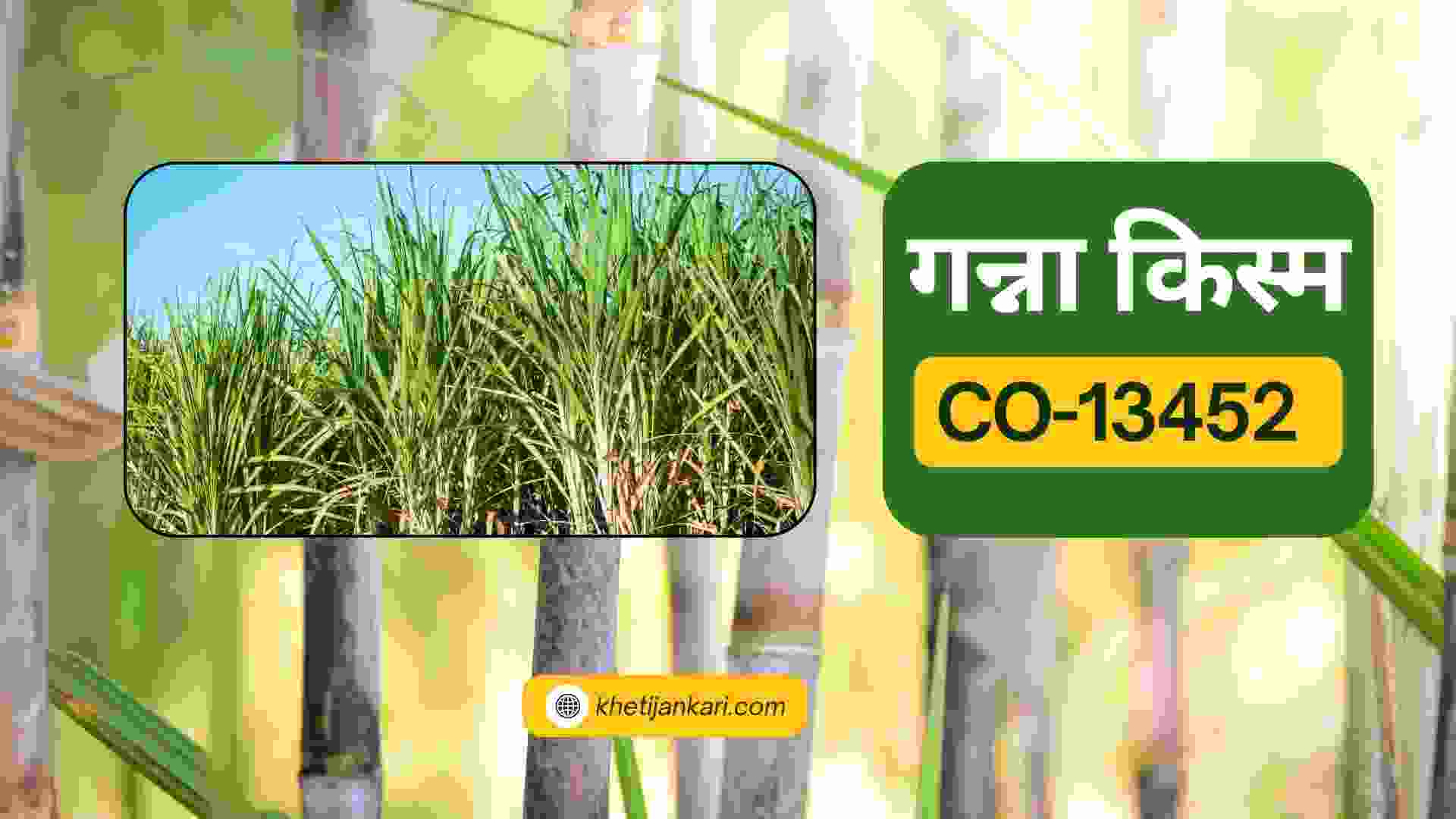 CO-13452 गन्ना किस्म की विशेषताएं