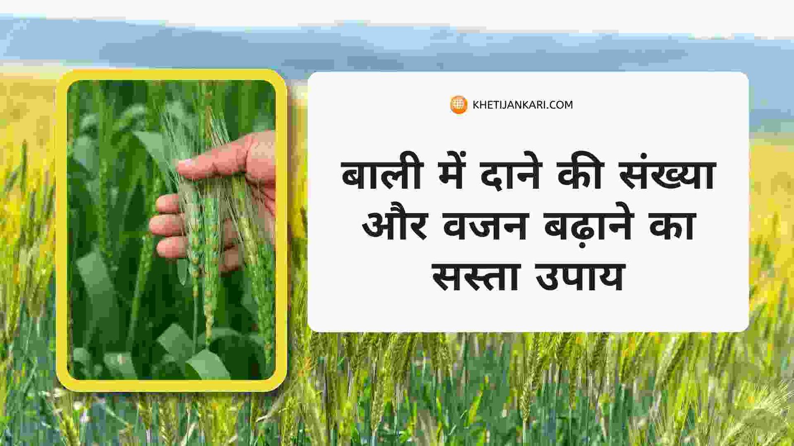 गेहूं में बालियाँ निकलने पर बोरोन के साथ मिलाएं ये ताकतवर खाद, बाली में दाने की संख्या और वजन बढ़ाने का सस्ता उपाय