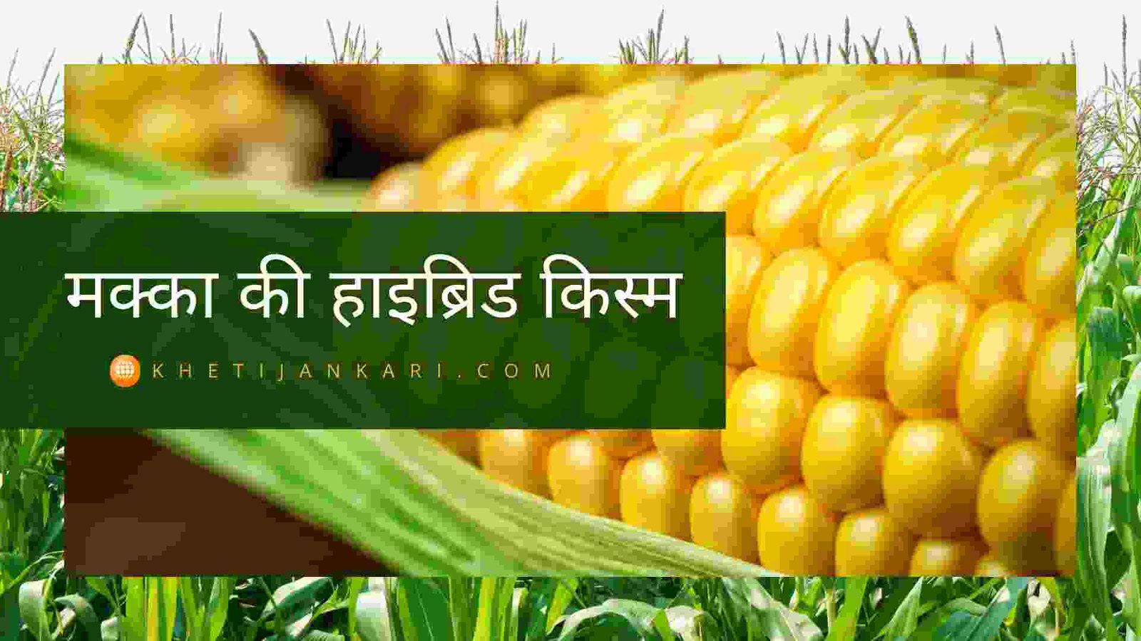 कावेरी सीड्स की सबसे बेहतरीन मक्का किस्म:KMH-8322 Maize Variety