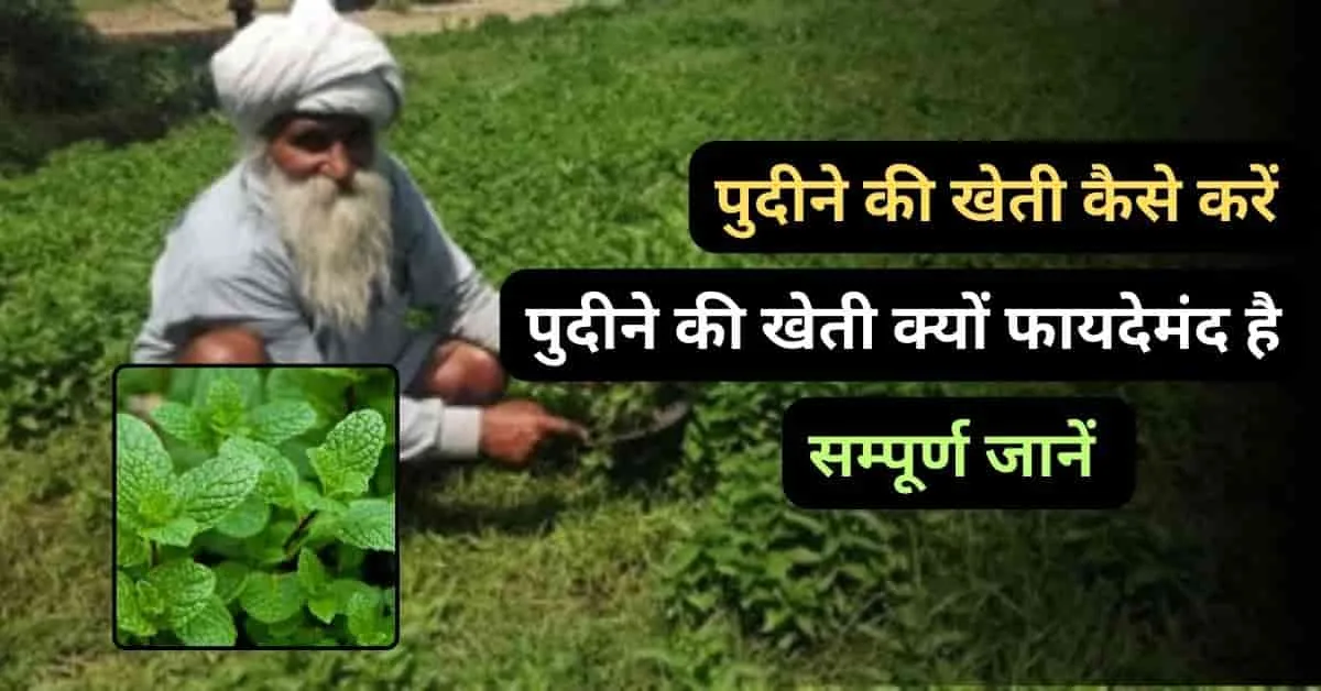पुदीने की खेती का सही तरीका