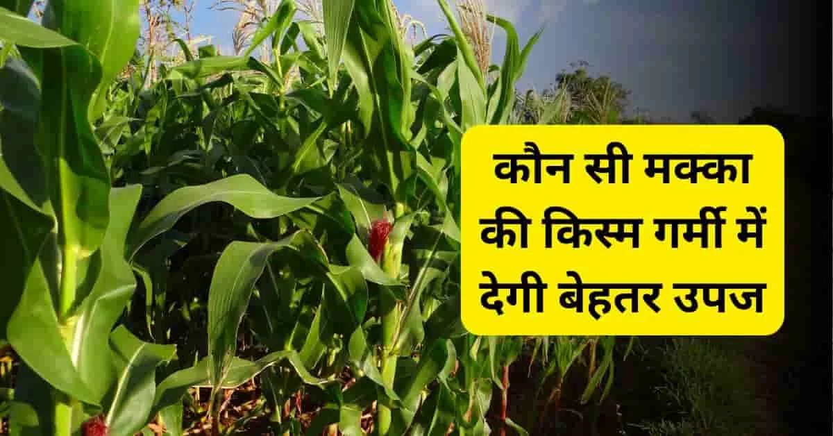 ज़ायद मक्का की खेती