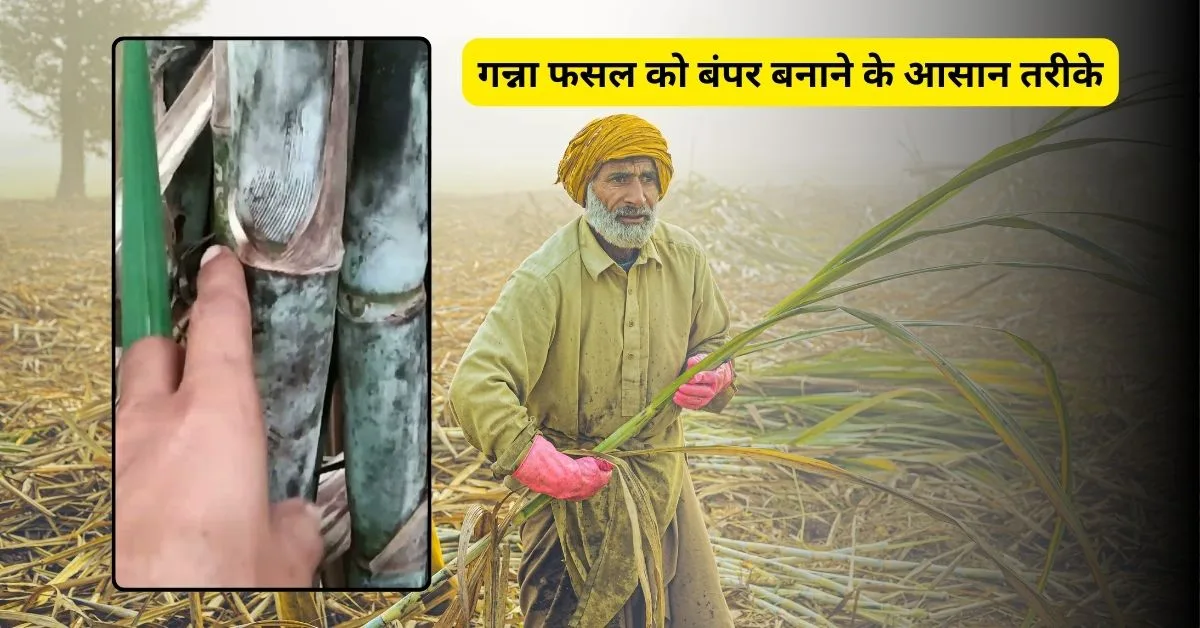 गन्ना किसानों के लिए मई-जून की महत्वपूर्ण देखभाल