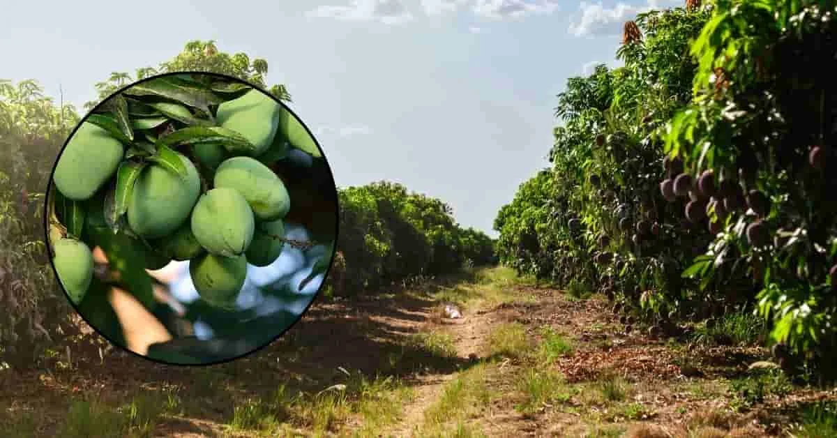 आम के बागों में मिलीबग