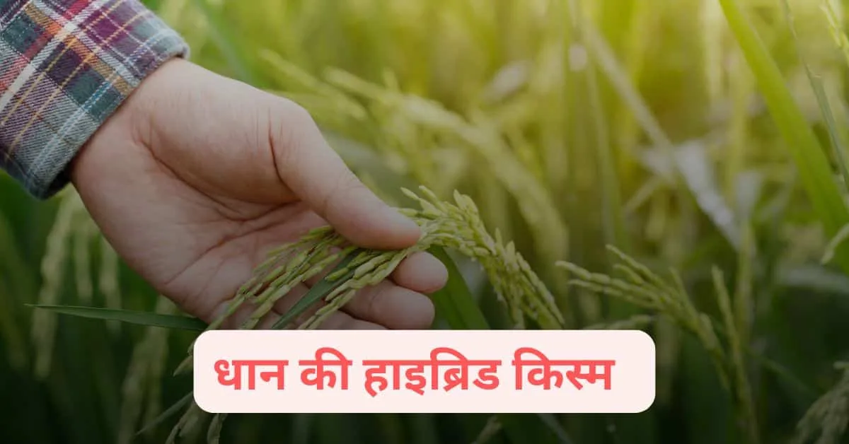GX 202 हाइब्रिड धान किस्म
