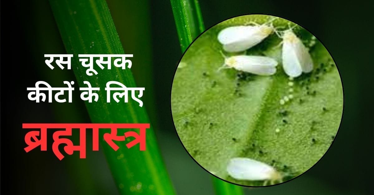 Organic Farming:जैविक कीटनाशक तैयार करने का सस्ता और आसान तरीका:ब्रह्मास्त्र कैसे बनाएं