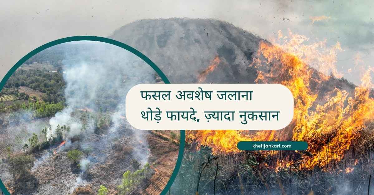 झाड़ियों या फसल अवेशषों को जलाने से मिट्टी को होने वाला नुकसान