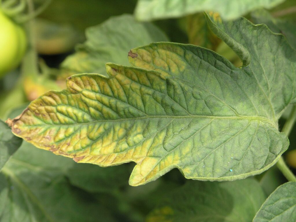 Tomate Blatt Kalimangel पौधों में पोषक तत्वों की कमी के आसान लक्षण: पत्तियों पर दिखने वाले संकेत: Easy Symptoms of Nutrient Deficiency in Plants