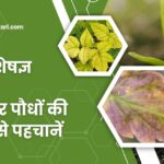 पौधों में पोषक तत्वों की कमी के आसान लक्षण