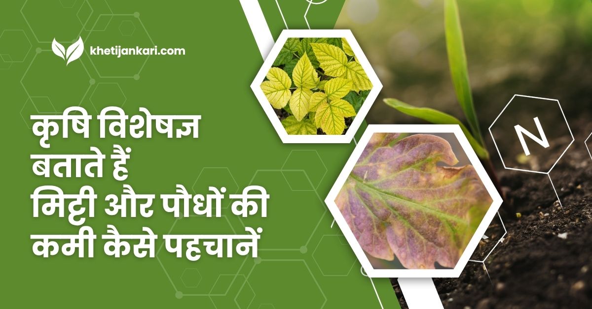पौधों में पोषक तत्वों की कमी के आसान लक्षण